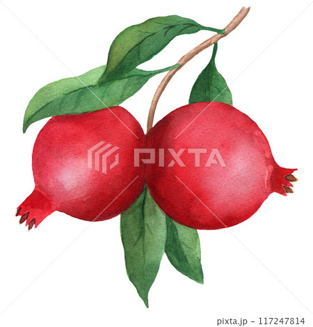 Pomegranate branch watercolor illustration with two fruits and leaves, isolated on white background. For design, posters, cards, postcards, packaging 117247814