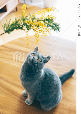 ミモザを見上げる猫 117247905
