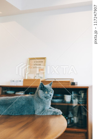 テーブルの上でリラックスする猫 117247907