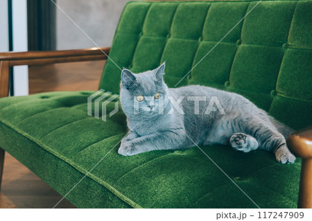 ソファの上でリラックスする猫 ソファの上でリラックスする猫 117247909