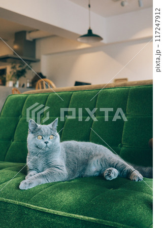 ソファの上でリラックスする猫 117247912