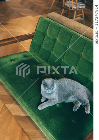 ソファの上でリラックスする猫 117247914