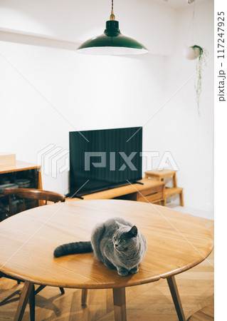 夜のリビングでくつろぐ猫 117247925