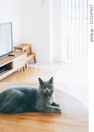 自然光が差し込むリビングでくつろぐ猫 自然光が差し込むリビングでくつろぐ猫 117247927