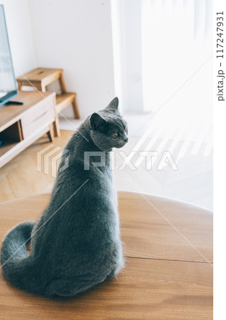 自然光が差し込むリビングでくつろぐ猫 自然光が差し込むリビングでくつろぐ猫 117247931