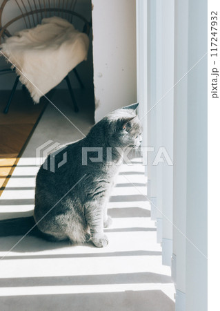 ニャルソック中の猫 117247932