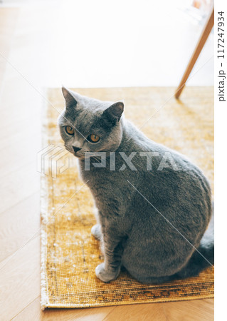 ヴィンテージラグと猫 ヴィンテージラグと猫 117247934
