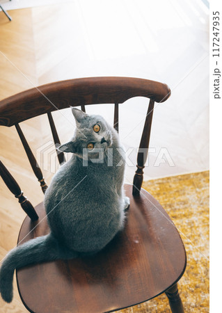ヴィンテージチェアに座る猫 117247935