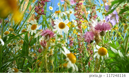 Macro shot of meadow flowers in bloom with blue sky Macro shot of meadow flowers in bloom with blue sky 117248116