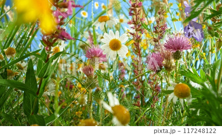 Macro shot of meadow flowers in bloom with blue sky 117248122