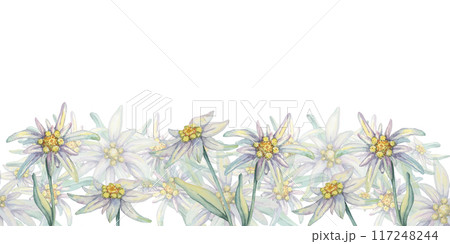 Edelweiss seamless border watercolor clipart with design of flowers in white and yellow, set against a background of green leaves. Ideal for wrapping paper, book covers, or digital projects 117248244