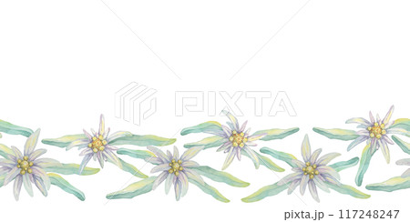 Edelweiss seamless border watercolor clipart showcasing an arrangement of white edelweiss flowers with intertwined green leaves. Ideal for use in event banners, fabric designs, or greeting cards 117248247