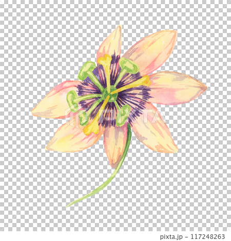 Granadilla flower, with intricate yellow and purple details. Watercolor passion fruit bloom botanical clipart Ideal for exotic garden-themed designs, or educational materials about tropical fruits 117248263