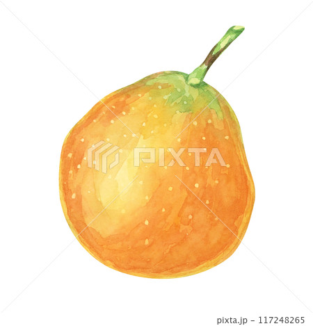 Whole orange sweet granadilla. Yellow passion fruit watercolor illustration. Maracuja clipart perfect for botanical prints, culinary magazines, or tropical-themed product labels Whole orange sweet granadilla. Yellow passion fruit watercolor illustration. Maracuja clipart perfect for botanical prints, culinary magazines, or tropical-themed product labels 117248265