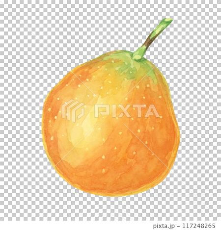 Whole orange sweet granadilla. Yellow passion fruit watercolor illustration. Maracuja clipart perfect for botanical prints, culinary magazines, or tropical-themed product labels Whole orange sweet granadilla. Yellow passion fruit watercolor illustration. Maracuja clipart perfect for botanical prints, culinary magazines, or tropical-themed product labels 117248265