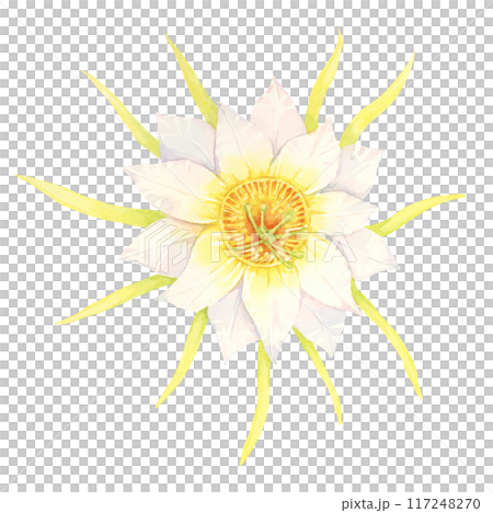 Dragon fruit flower with yellow and white petals. Pitahaya blossom watercolor illustration. Pitaya cactus part clipart for botanical prints, garden-themed designs, or educational posters. 117248270
