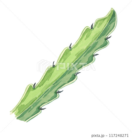 Green dragon fruit leaf. Pitahaya cactus watercolor illustration. Pitaya foliage clipart botanical prints, exotic fruit advertisements, educational materials, tropical-themed designs, food packaging Green dragon fruit leaf. Pitahaya cactus watercolor illustration. Pitaya foliage clipart botanical prints, exotic fruit advertisements, educational materials, tropical-themed designs, food packaging 117248271