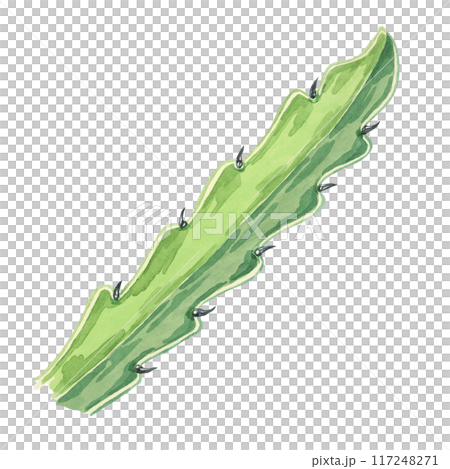 Green dragon fruit leaf. Pitahaya cactus watercolor illustration. Pitaya foliage clipart botanical prints, exotic fruit advertisements, educational materials, tropical-themed designs, food packaging Green dragon fruit leaf. Pitahaya cactus watercolor illustration. Pitaya foliage clipart botanical prints, exotic fruit advertisements, educational materials, tropical-themed designs, food packaging 117248271