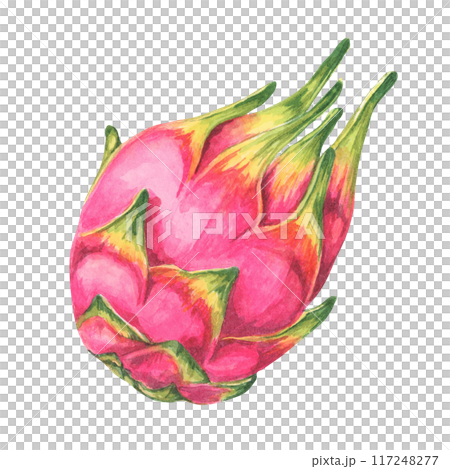 Whole pink and green dragon fruit. Pitahaya watercolor illustration. Pitaya clipart for use in tropical-themed invitations, exotic fruit advertisements, or health food branding, fruit markets Whole pink and green dragon fruit. Pitahaya watercolor illustration. Pitaya clipart for use in tropical-themed invitations, exotic fruit advertisements, or health food branding, fruit markets 117248277