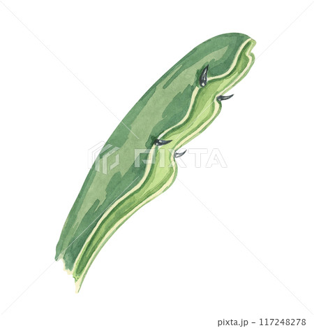 Green dragon fruit leaf. Pitahaya cactus watercolor illustration. Pitaya foliage clipart for botanical designs, natural product packaging, or educational materials about tropical fruits 117248278
