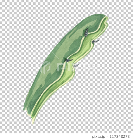 Green dragon fruit leaf. Pitahaya cactus watercolor illustration. Pitaya foliage clipart for botanical designs, natural product packaging, or educational materials about tropical fruits 117248278