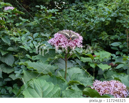 夏の野原に咲くボタンクサギの花の蜜を吸うナミアゲハ 夏の野原に咲くボタンクサギの花の蜜を吸うナミアゲハ 117248325