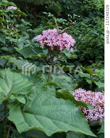 夏の野原に咲くボタンクサギの花の蜜を吸うナミアゲハ 夏の野原に咲くボタンクサギの花の蜜を吸うナミアゲハ 117248326