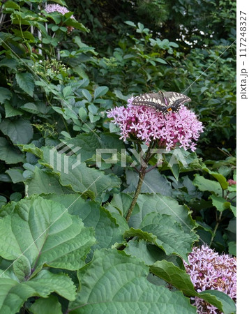 夏の野原に咲くボタンクサギの花の蜜を吸うナミアゲハ 117248327