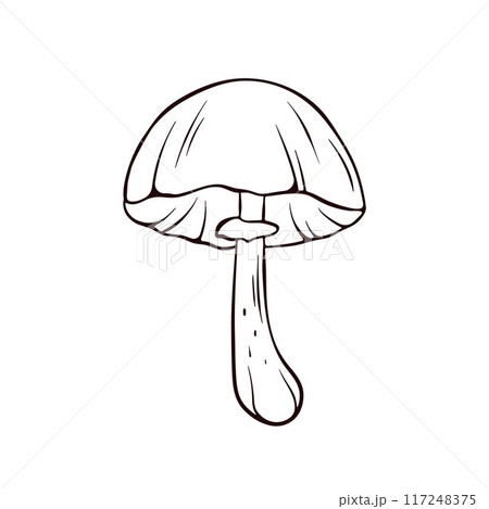 Simple line drawing of an Autumn Skullcap mushroom. The mushrooms smooth cap, gills, and slender stem. Vector illustration isolated on a white background. 117248375