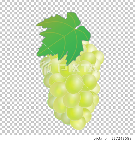 Illustration of Muscat Illustration of Muscat 117248585