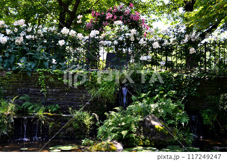 福岡県久留米市　石橋文化センター　春の庭の風景　 117249247