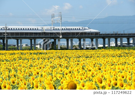 東海道新幹線と広大なひまわり畑 117249622
