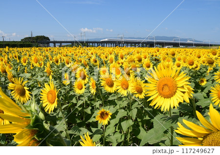 東海道新幹線と広大なひまわり畑 117249627