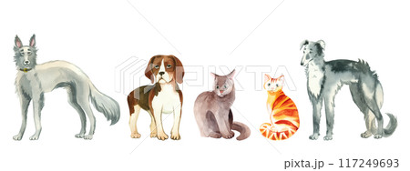 A set of watercolor illustrations. Pets, dogs of different breeds, beagle, greyhound, grey and red cat. All objects are hand-drawn with watercolors. Suitable for printing on fabric, paper, for books. 117249693