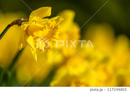A yellow flower with a yellow center and yellow petals. The flower is in the foreground and the background is green. 117249803