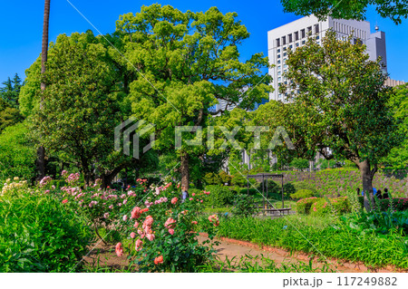東京 千代田区 春の日比谷公園(第一花壇のバラ) 東京 千代田区 春の日比谷公園(第一花壇のバラ) 117249882