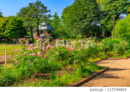 東京 千代田区 春の日比谷公園(第一花壇のバラ) 東京 千代田区 春の日比谷公園(第一花壇のバラ) 117249883