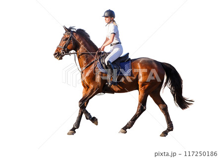 Equestrian Rider in White Attire Trotting on Brown Horse Isolated on White Background Equestrian Rider in White Attire Trotting on Brown Horse Isolated on White Background 117250186