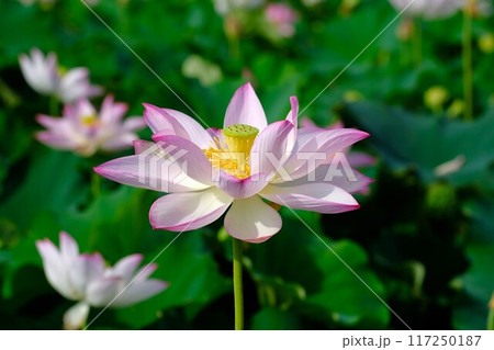 奈良藤原京跡の蓮の花 奈良藤原京跡の蓮の花 117250187