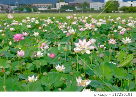 奈良藤原京跡の蓮の花 奈良藤原京跡の蓮の花 117250191
