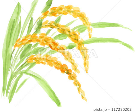 水彩で描いた若い稲穂24809pix7 117250202