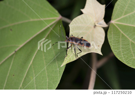 オオホシカメムシ 117250210