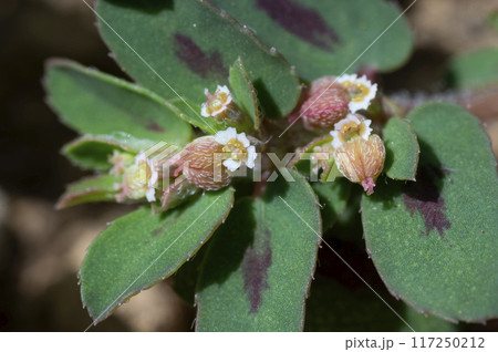 コニシキソウ 117250212