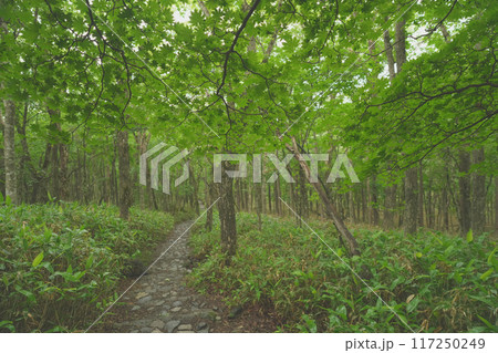 夏の沼原湿原 117250249