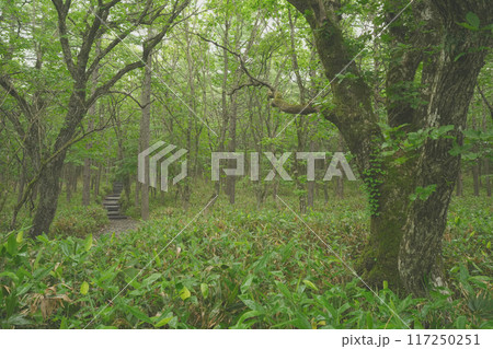 夏の沼原湿原 夏の沼原湿原 117250251