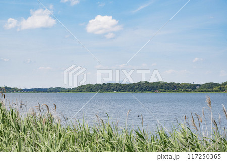 茨城　牛久沼（龍ケ崎市） 117250365