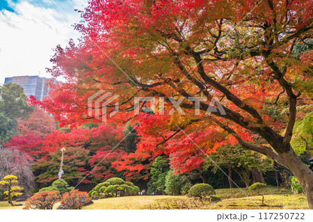 【東京都】小石川後楽園　紅葉 117250722
