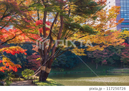 【東京都】小石川後楽園　紅葉 117250726