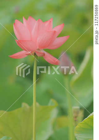 陽山紅蓮 117250869