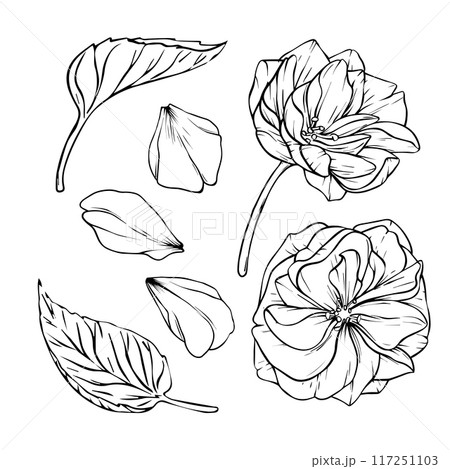 Sakura Flower with Leaves set. Vector hand drawn illustration of Cherry Blossoms on isolated background. Bundle with outline drawing of Buds and Petals. Sketch in line art style painted by black inks Sakura Flower with Leaves set. Vector hand drawn illustration of Cherry Blossoms on isolated background. Bundle with outline drawing of Buds and Petals. Sketch in line art style painted by black inks 117251103